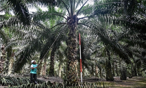 Malaysia threatens EU fighter jet boycott over palm oil