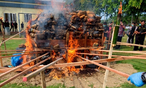 Indonesian police burns mountain of marijuana Indonesian police burns mountain of marijuana