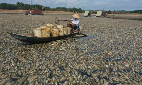 Mass fish die-off in Vietnam as heatwave roasts Southeast Asia