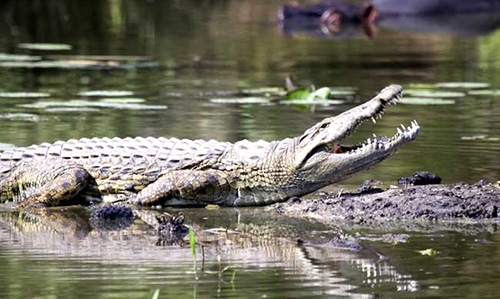 Crocodile attacks sleeping Australian camper