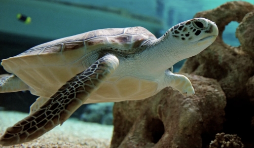 China warns of ‘spy turtles’ collecting secret sea data China warns of ‘spy turtles’ collecting secret sea data