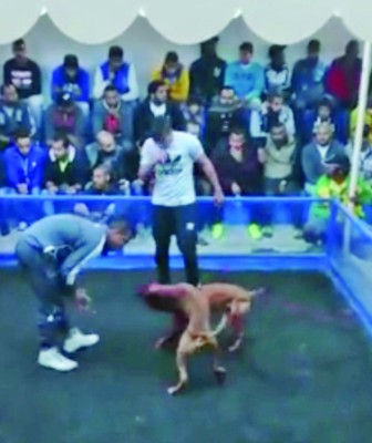 Dogfight organisers get activists’ goat Dogfight organisers get activists’ goat