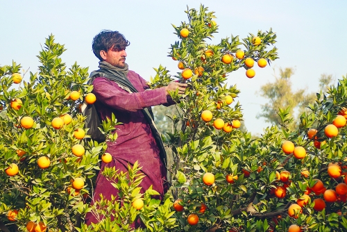 UN warns 17 million risk food insecurity in Afghanistan