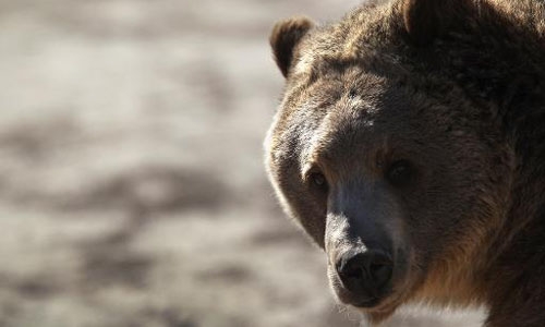 Yellowstone grizzly bear removed from endangered list