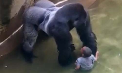 Backlash over shooting of gorilla at US zoo