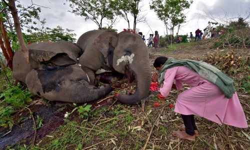 Lightning strike may have killed 18 wild elephants in India, officials say Lightning strike may have killed 18 wild elephants in India, officials say
