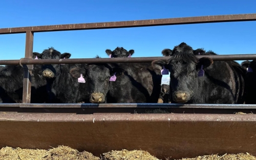 Trump announces temporary tariff relief on ground beef imports 