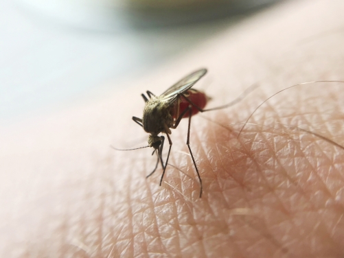 Dengue Cases Surge as Bangladesh Hospitals Run Short of Beds Dengue Cases Surge as Bangladesh Hospitals Run Short of Beds