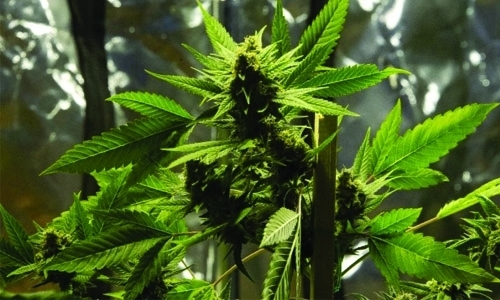 DJ gets 11 years for selling Marijuana DJ gets 11 years for selling Marijuana