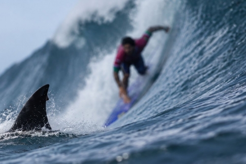 Shark Attack Sends Surfer to Hospital in Australia Shark Attack Sends Surfer to Hospital in Australia