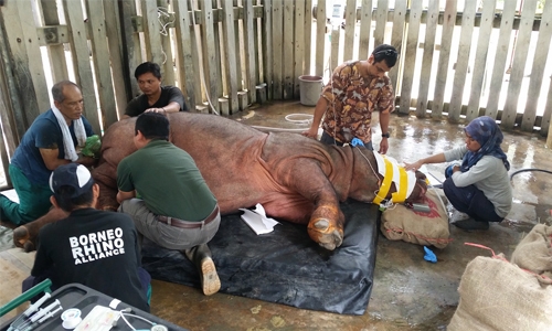 Malaysia’s last male Sumatran rhino dies