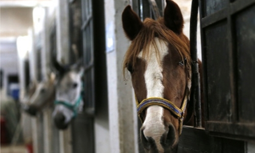 Syria’s Arabian beauties plod way to recovery Syria’s Arabian beauties plod way to recovery