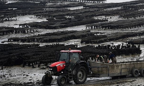 Oyster farmers in soup over climate changes Oyster farmers in soup over climate changes