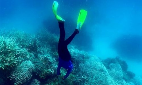 ‘Mass bleaching event’ under way on Australia’s Great Barrier Reef