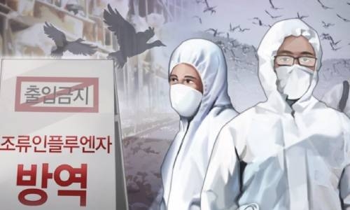 South Korea confirms another highly pathogenic bird flu case