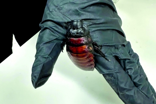 Australia seizes 100,000 cockroaches in bug-breeder bust Australia seizes 100,000 cockroaches in bug-breeder bust