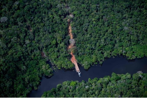 Amazon rainforest 'under attack' from organized crime: report