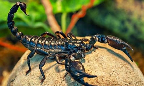 Turkish scorpion farmer milks arachnids for their expensive venom