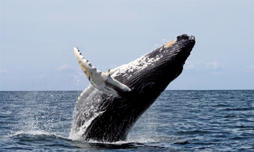 Humpback whales stop singing when ships are near