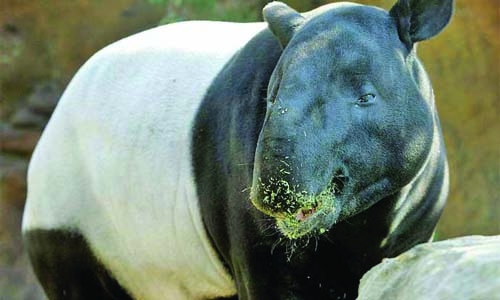 Spate of rare animal deaths in Malaysia sparks alarm