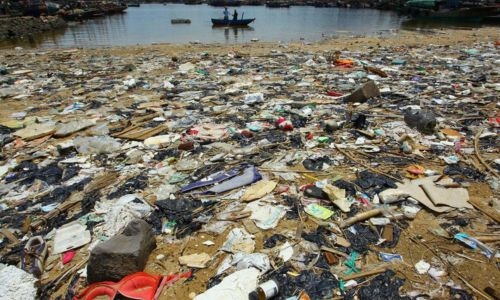 Plastic-eating fungi found in Chinese coastal salt marshes