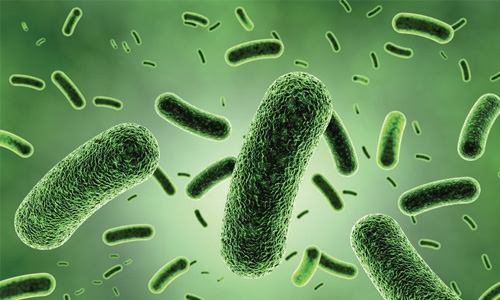 New tool to help 'seeing' bacterial infection