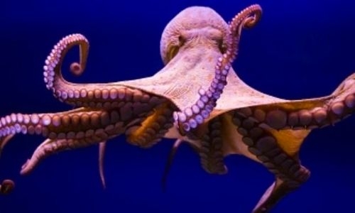 Octopuses torture and kill themselves after mating and scientists finally know why!