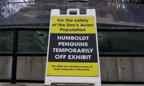 Zoos hiding birds as avian flu spreads in North America