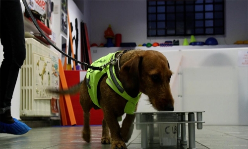 Dogs in Italy being trained to sniff coronavirus Dogs in Italy being trained to sniff coronavirus