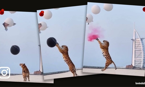 Dubai couple use tiger in gender reveal event, video triggers angry reactions online