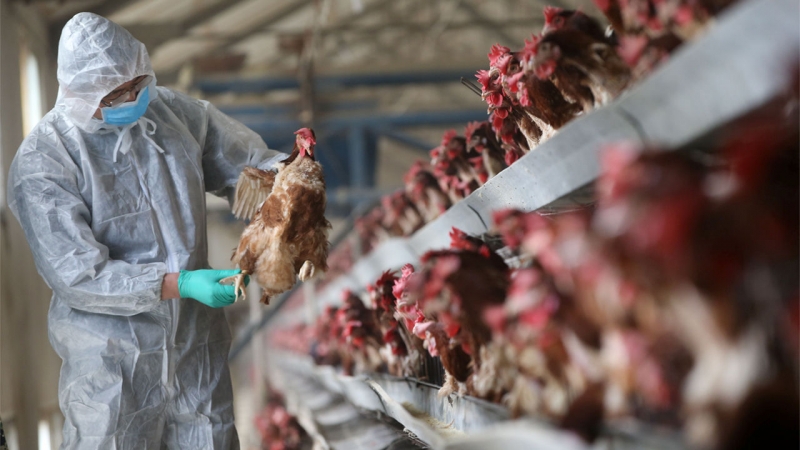 Breaking News: Bahrain halts imports of birds from Kuwait after news of ‘’Bird Flu’’