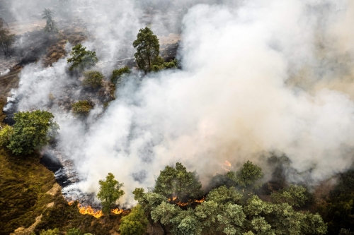 Wildfire Spreads Rapidly in Dutch National Park