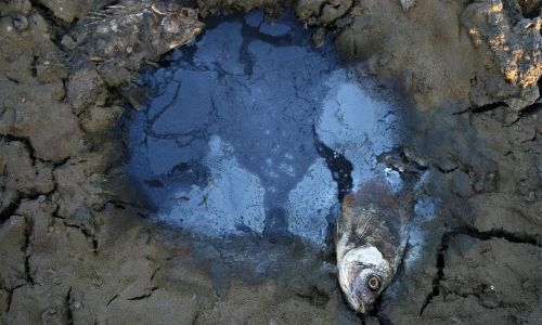 Scientists blame climate change for 'extreme drought' in Iraq, Iran and Syria