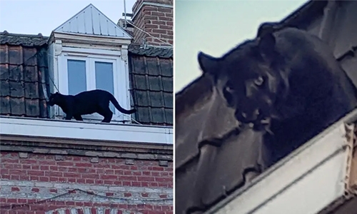 Black panther found roaming French rooftops