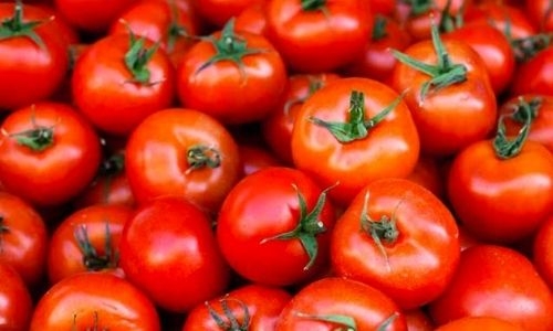 Tomato price falls in Bahrain as more supplies arrive