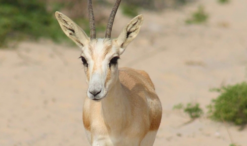 Nearly Half of Bahrain’s Animal Species Unclassified