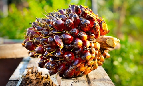 Total loses bid for palm oil tax break Total loses bid for palm oil tax break
