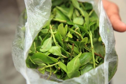 Greece record ‘khat’ seizure
