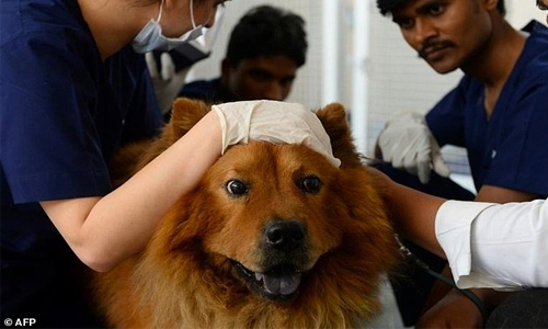 India's pampered pets lap up new treatments
