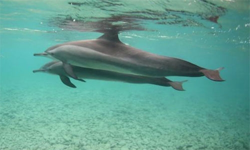 Four stand trial in Bahrain for catching dolphins