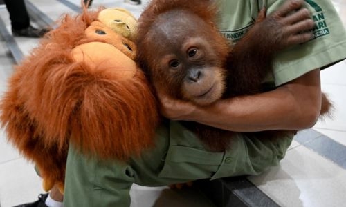Malaysia plans to introduce ‘orangutan diplomacy’: minister