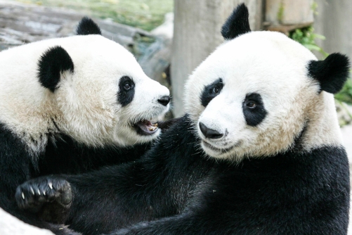 Panda on loan from China dies in Thailand aged 21 Panda on loan from China dies in Thailand aged 21