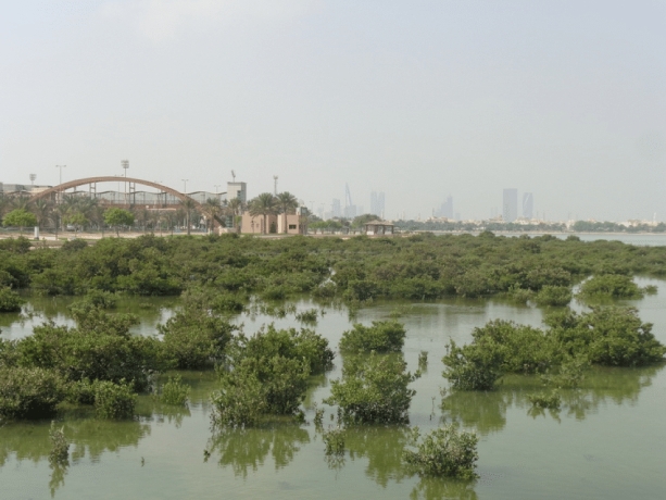 Mangroves tours to Tubli Bay launched
