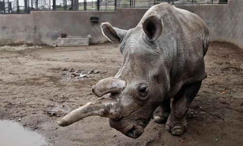 Rare white rhino dies in US