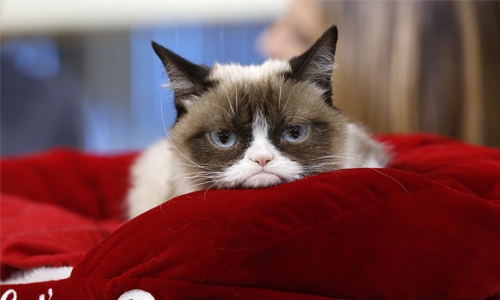 Internet star Grumpy Cat dies at age of seven