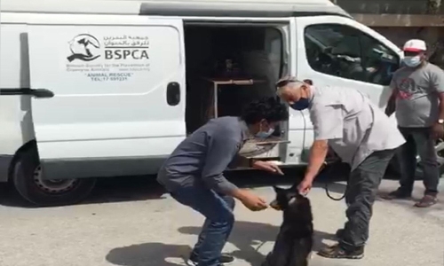 Dog trapped in an abandoned home for days without food and water in Bahrain 