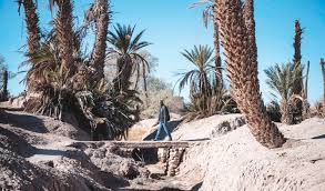 Morocco oasis risks becoming mirage