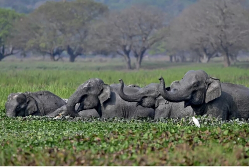 Bollywood Stars Unite to End Use of Real Elephants in Films