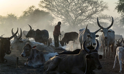 South Sudan’s cattle wars