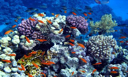 Sunscreen chemical blamed for harm to coral reefs Sunscreen chemical blamed for harm to coral reefs